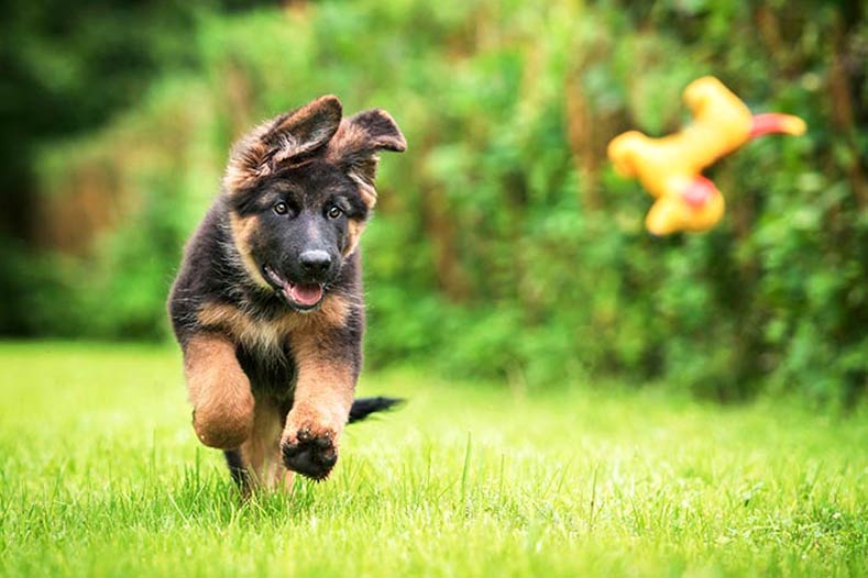 German shepherd puppy playing fetch outside