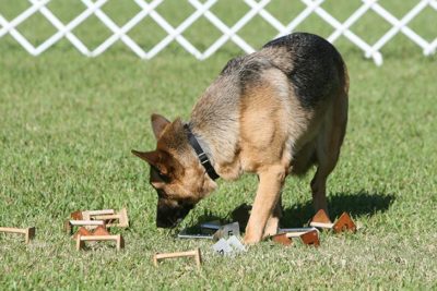 German Shepherd Dog navigating an obedience course.