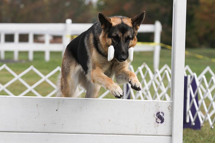 German Shepherd Dog navigating an obedience course.