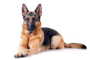German Shepherd Dog lying in three-quarter view with front paws crossed.