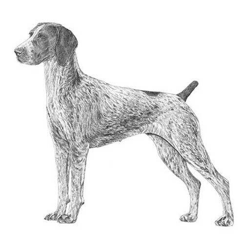 The illustrated breed standard of the German Shorthaired Pointer.