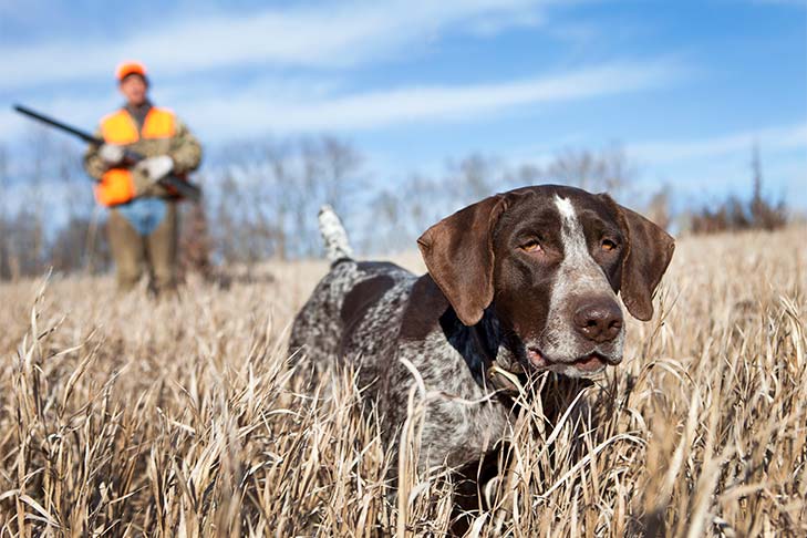 German Shorthaired Pointer leading a hunter through the tall brown grasses of a field in the fall.