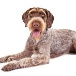 German Wirehaired Pointer lying in three-quarter view facing forward