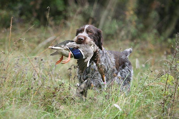 German Wirehaired Pointer retrieving a duck in a field.