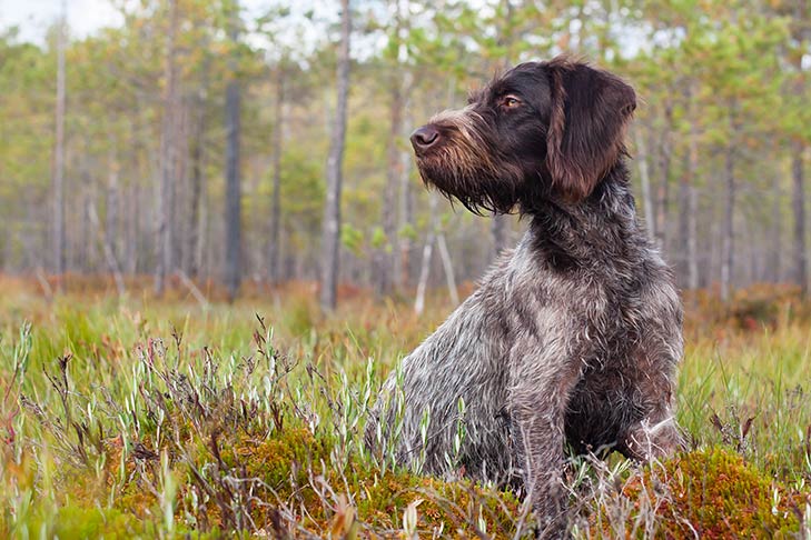 German Wirehaired Pointer sitting outdoors.