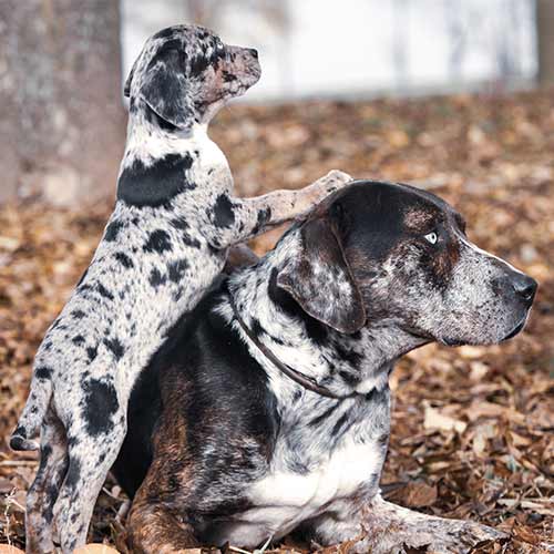 Catahoula Leopard Dog - Dog Breed Information - American Kennel Club