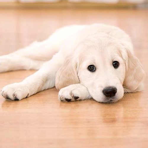 What Is the Best Flooring for Dogs and Other Rambunctious House Pets?