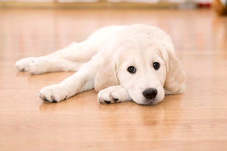 What Is The Best Flooring For Dogs And, Large Dog Slipping On Hardwood Floors