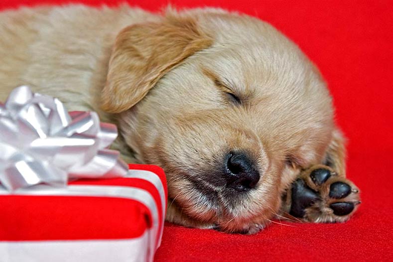 10 Holiday Gifts for Puppies