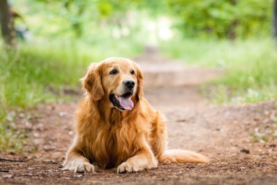 Golden Retrievers: 10 Fun Facts About The Iconic Scottish Sporting Dogs