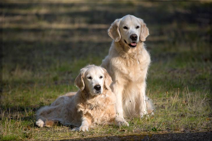 Golden Retrievers: 10 Fun Facts About The Iconic Scottish Sporting Dogs