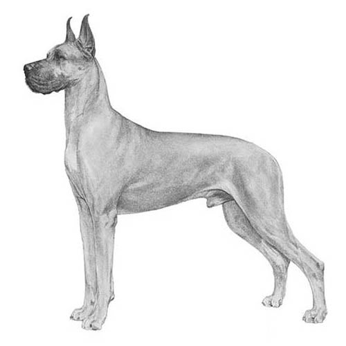 Great Dane Dog Breed Information - Vetstreet
