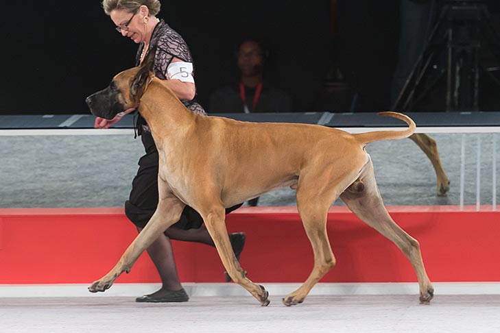 Great Dane at the AKC National Championship.