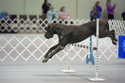 Great Dane leaping over a jump in an obedience course indoors.
