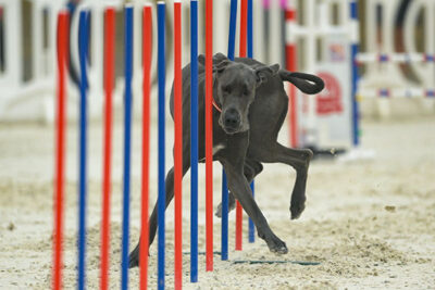 Great Dane moving through weaving poles at the AKC National Agility Championship, April 1-3, 2022, Ocala, FL.