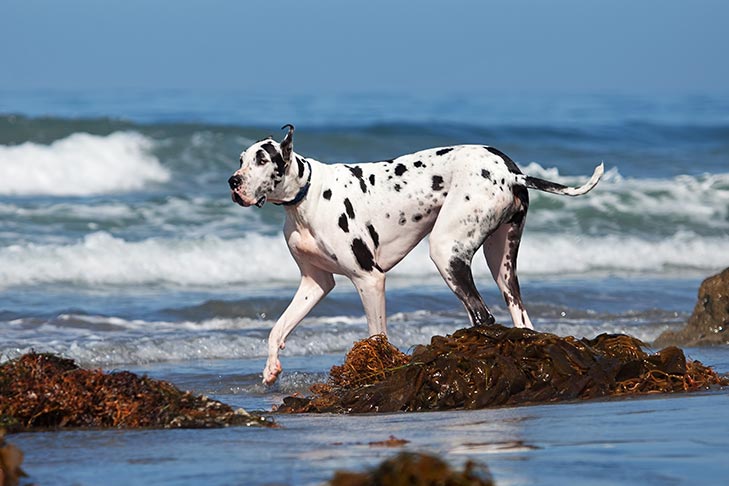 Great Dane playing on the beach.