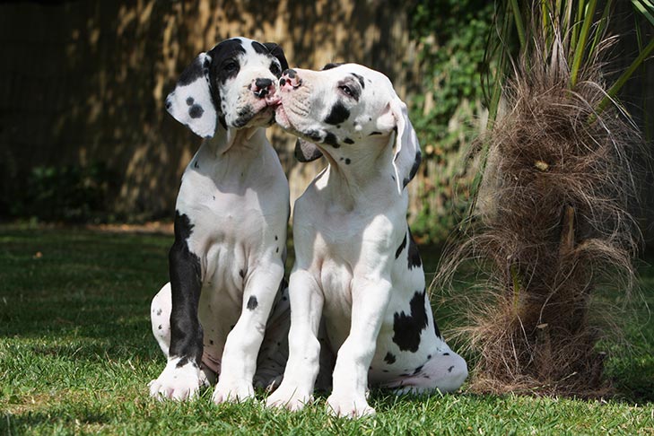 are there miniature great danes