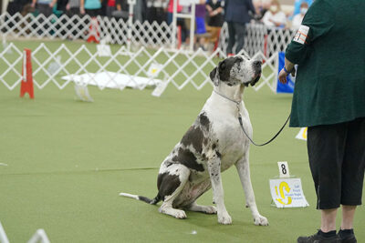 Great Dane sitting and waiting in an obedience course.
