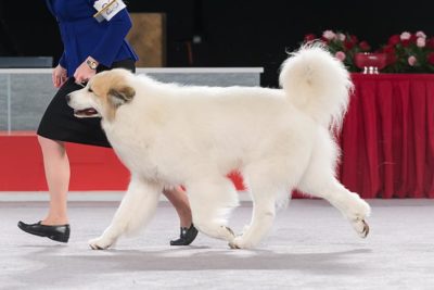 Great Pyrenees at the AKC National Championship.