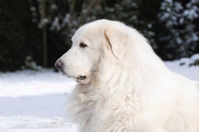 Great Pyrenees head facing left with snow on the ground behind.