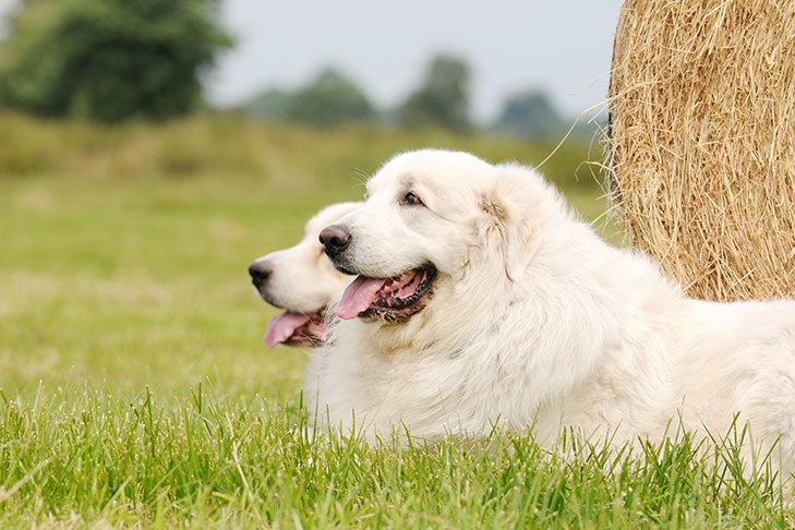 Two Great Pyrenees dogs lying in grass, one in front of the other