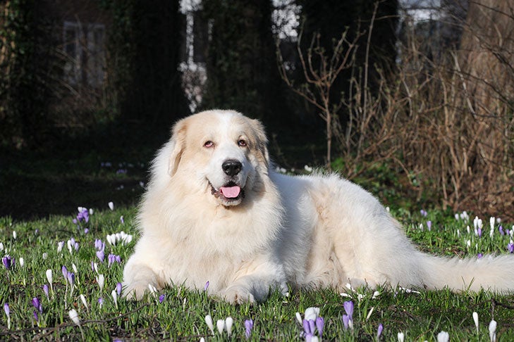 Busting Five Myths About the Great Pyrenees – American Kennel Club