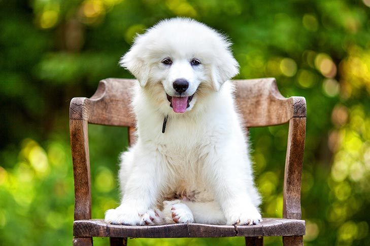 Great Pyrenees puppy sittin in a chair outdoors