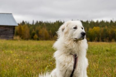 Great Pyrenees sitting in a field.