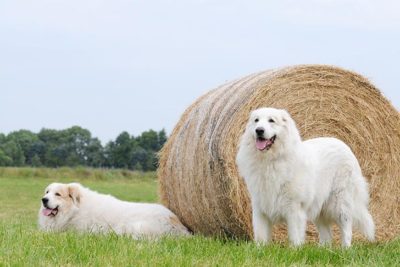 Great Pyrenees together in a field.