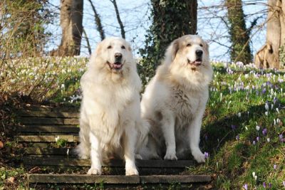 Great Pyrenees together on a trail in the forest.