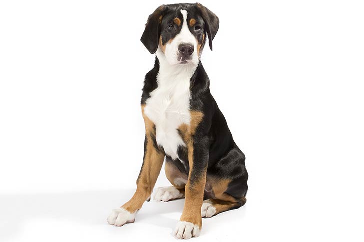 Greater Swiss Mountain Dog On White 03