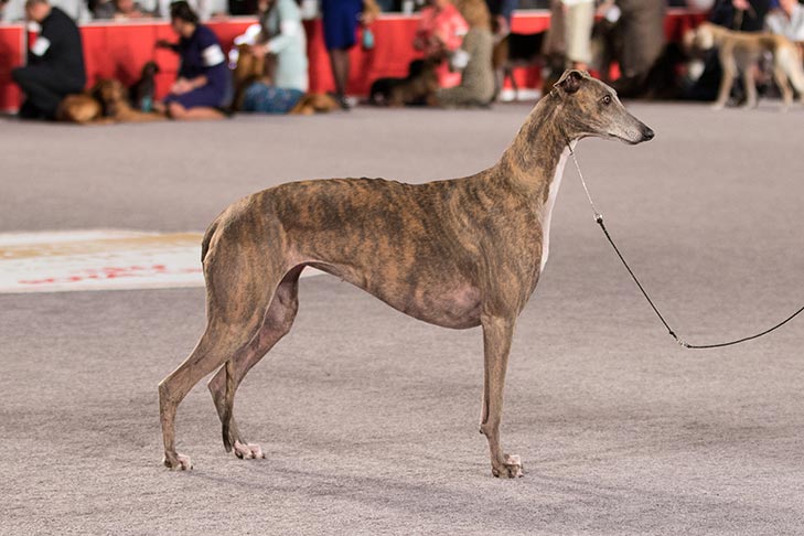 Greyhound at the AKC National Championship.