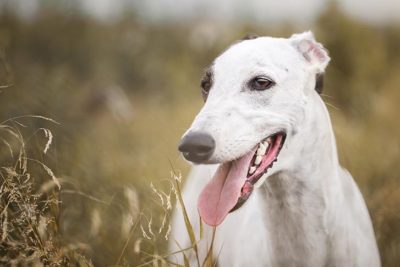 Greyhound head portrait outdoors.