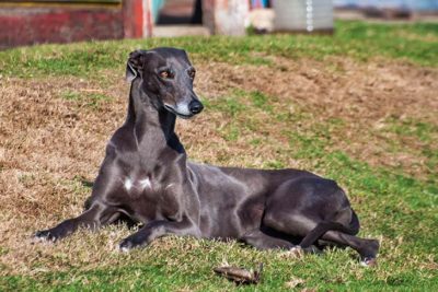 Greyhound laying down in the grass.