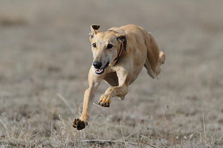 Greyhound running in a field.