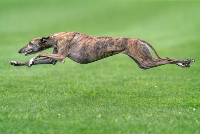 Greyhound running in lure coursing.