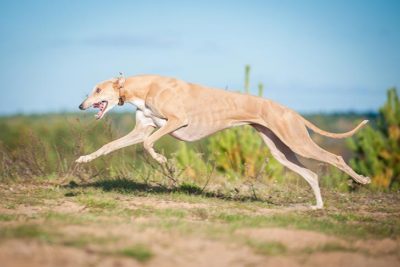 Greyhound running in a field in summer.