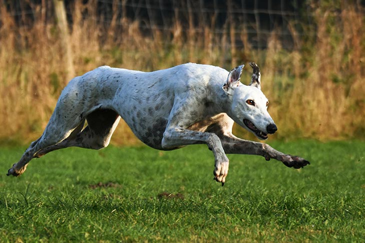 Greyhound running in a field.