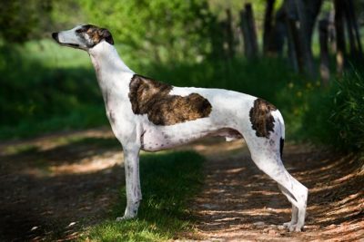 Greyhound standing stacked outdoors in the forest.