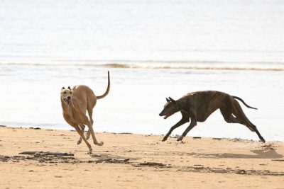 Greyhounds running on the beach.