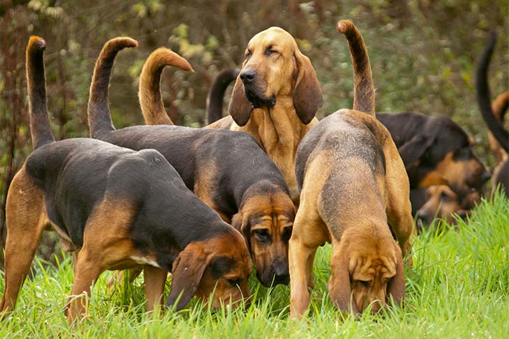 A group of Bloodhounds sniffing while on the trail.