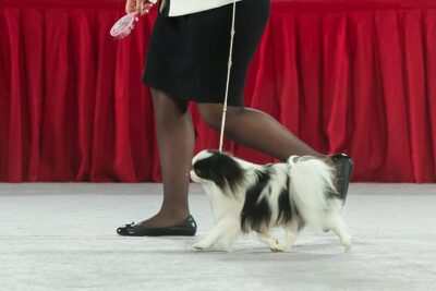 Best of Breed: GCHS CH Desert Jade Fabel-Mi Flying Dragon, Japanese Chin; Toy Group judging at the 2016 AKC National Championship presented by Royal Canin in Orlando, FL.