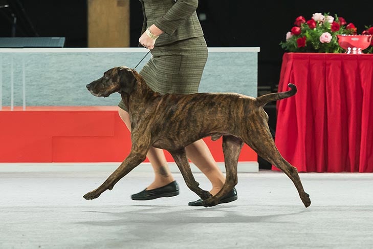 A Plott Hound with its handler at a dog show. It has a merle coat.