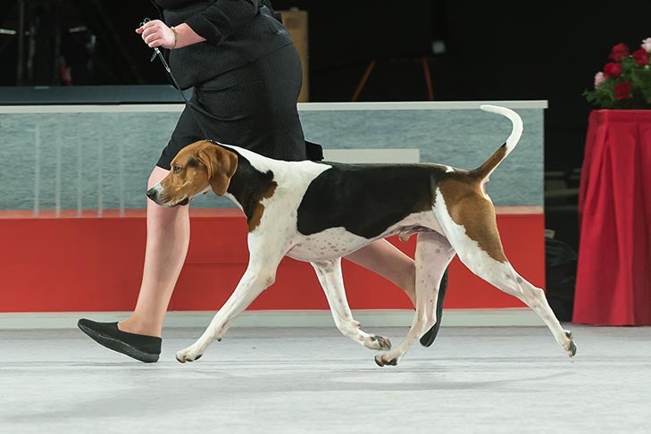 Best of Breed: GCH CH CCH Stackem Up The Business Breed, Treeing Walker Coonhound; Hound Group judging at the 2016 AKC National Championship presented by Royal Canin in Orlando, FL.