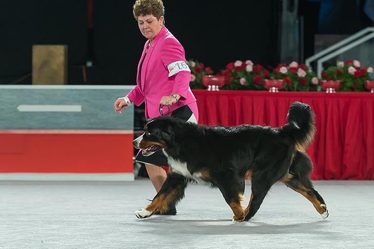 Best of Breed: GCH CH Bull Valleys Breezin Right Thru V Hinks, Bernese Mountain Dog; Working Group judging at the 2016 AKC National Championship presented by Royal Canin in Orlando, FL.