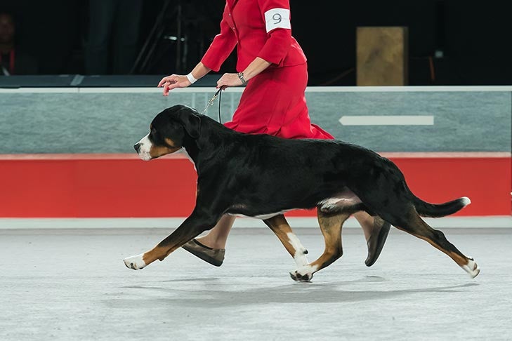 Best of Breed: GCHS CH Double Q's Spot On At Derby!, Greater Swiss Mountain Dog; Working Group judging at the 2016 AKC National Championship presented by Royal Canin in Orlando, FL.