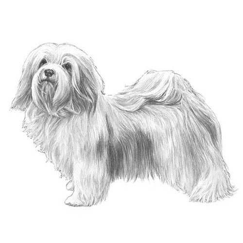 is a havanese a good family dog