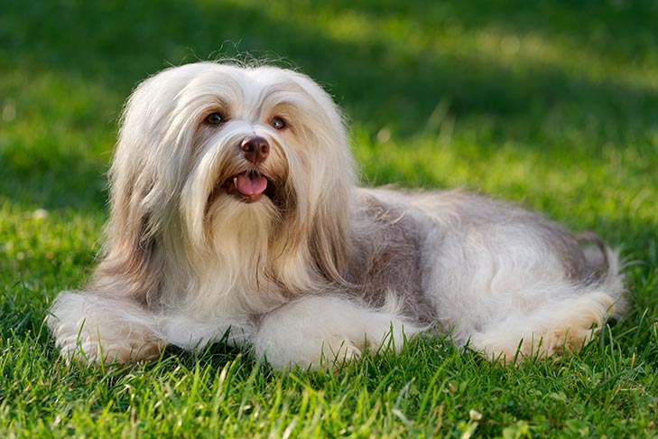 Havanese laying in the grass.