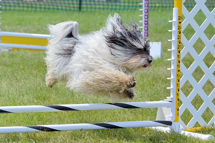 Havanese leaping over a jump in an agility course outdoors.