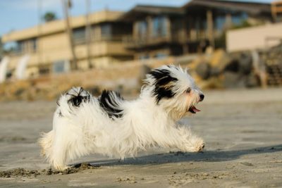 Havanese running on the beach.